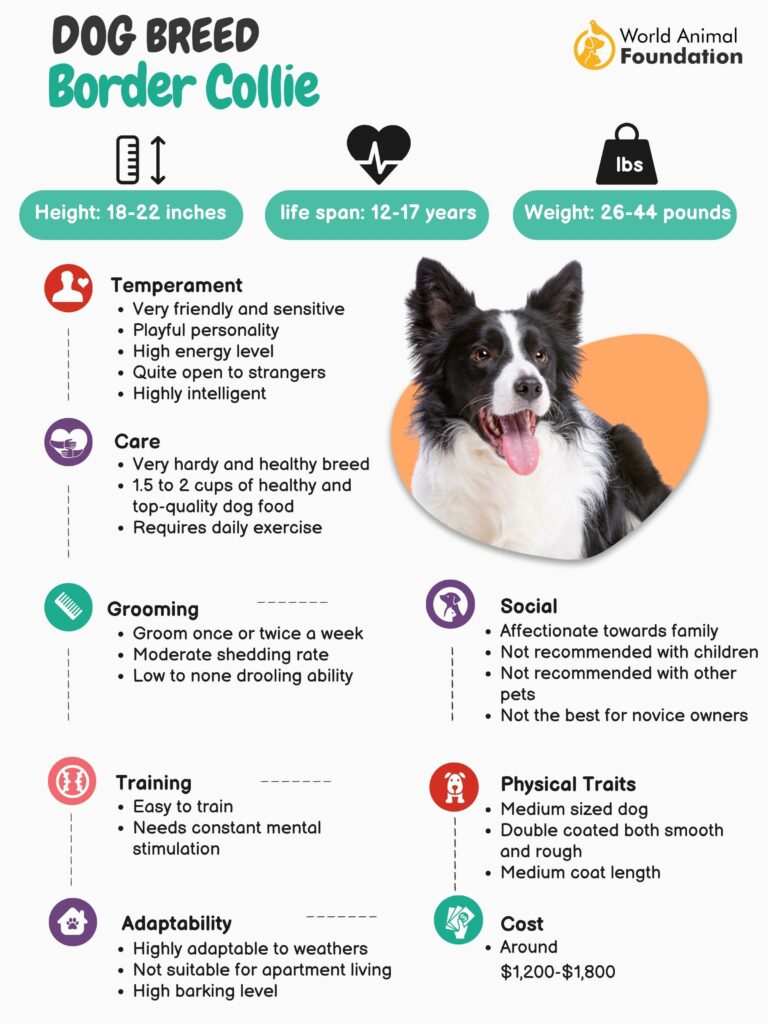 A Comprehensive Guide to Caring for Your Border Collies Paws