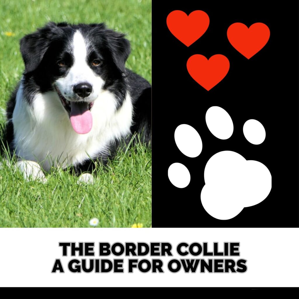 A Comprehensive Guide to Caring for Your Border Collies Paws