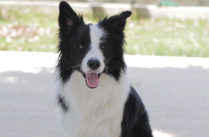 A Comprehensive Guide to Caring for Your Border Collies Paws