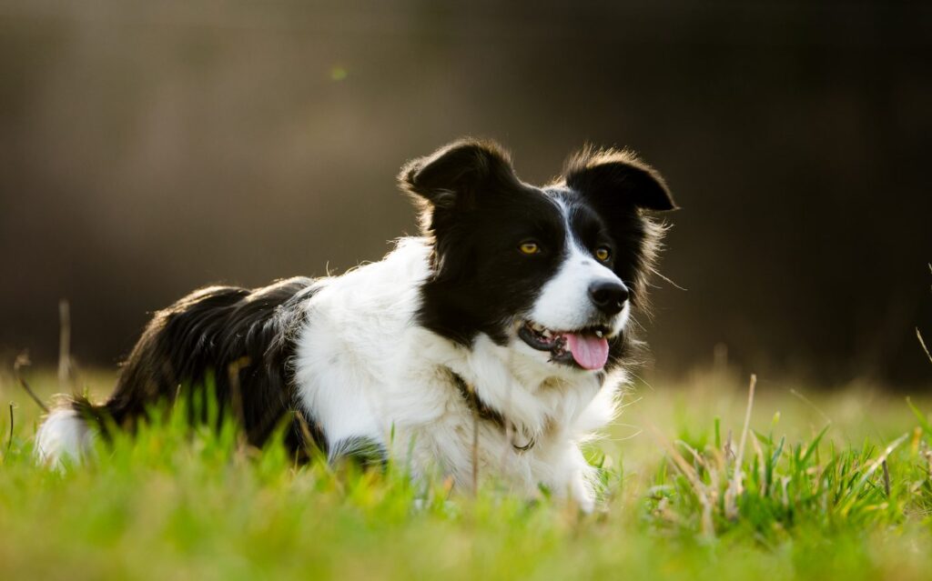 A Guide To Border Collie Eye Care