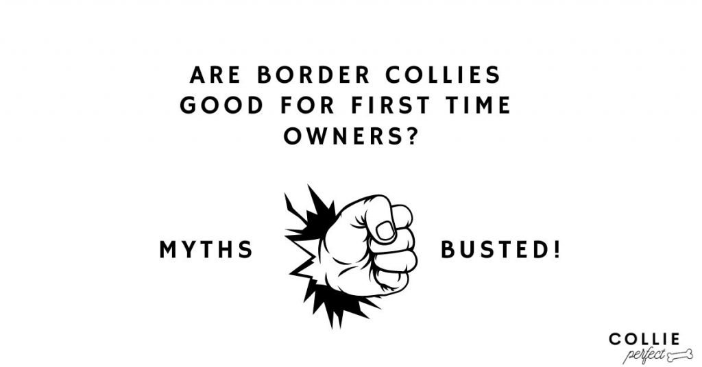 Are Border Collies Good For First-Time Dog Owners?