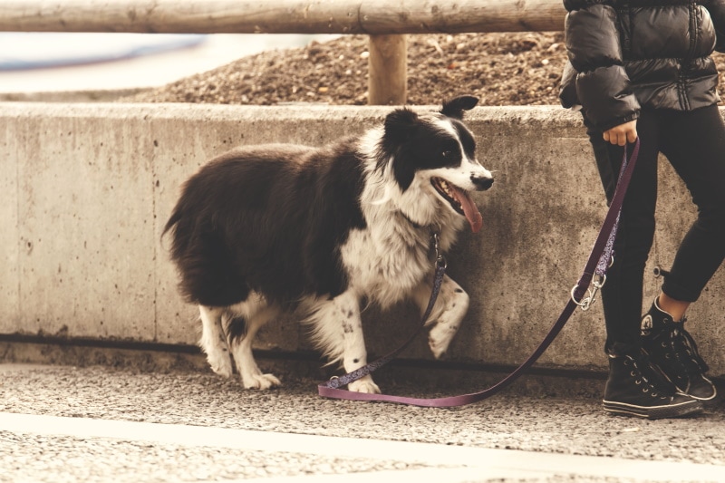 Are Border Collies Good For First-Time Dog Owners?