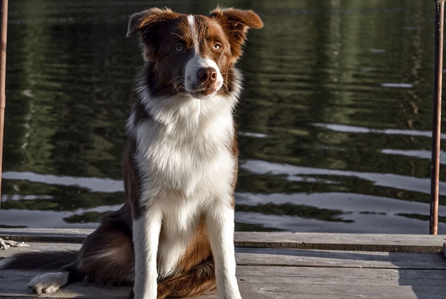 Are Border Collies Good For First-Time Dog Owners?