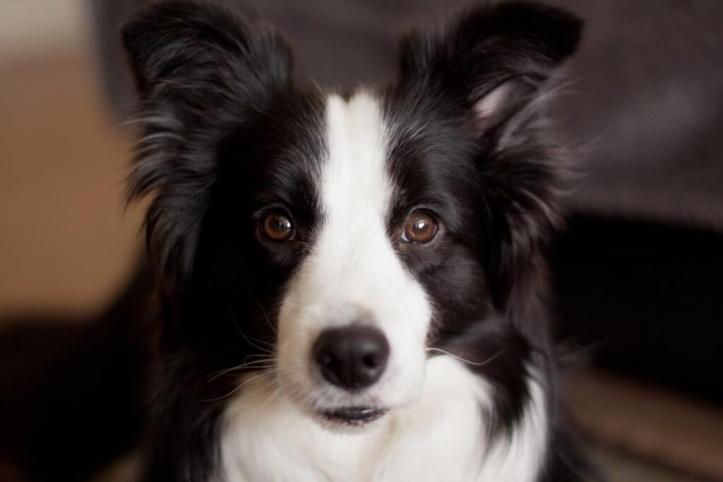 Are Border Collies Good For First-Time Dog Owners?