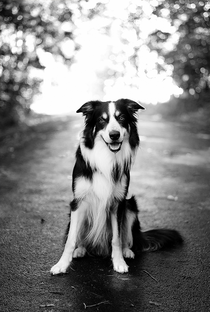 Are Border Collies Prone To Certain Diseases?