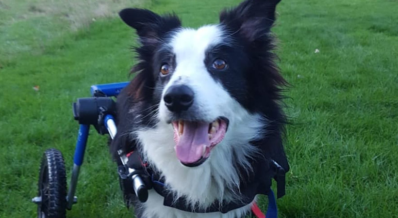 Are Border Collies Prone To Certain Diseases?