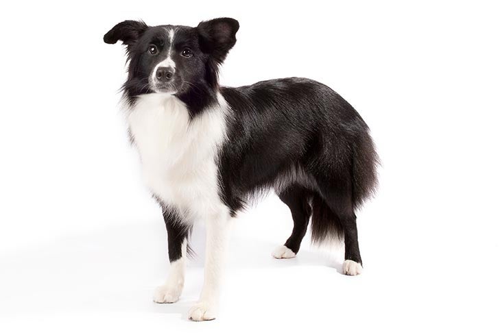 Border Collie: A Detailed Breed Profile