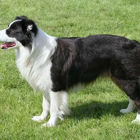 Border Collie: A Detailed Breed Profile