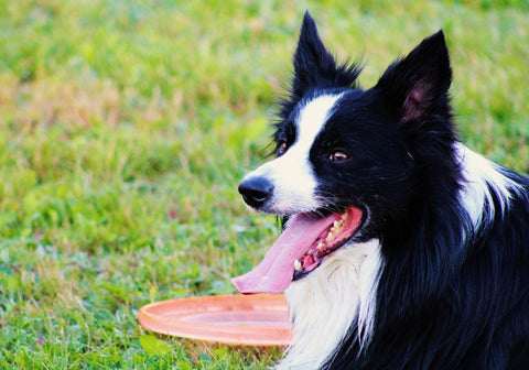 Border Collie And Frisbee: A Perfect Match