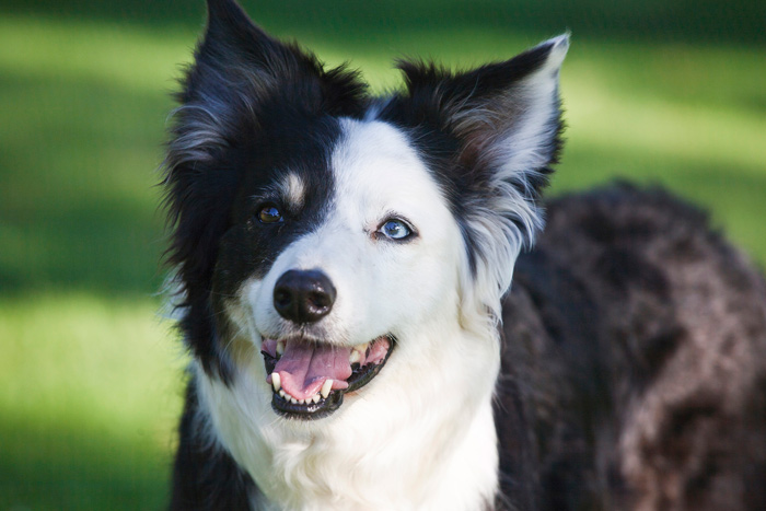 Border Collie Breeding: What You Need To Know