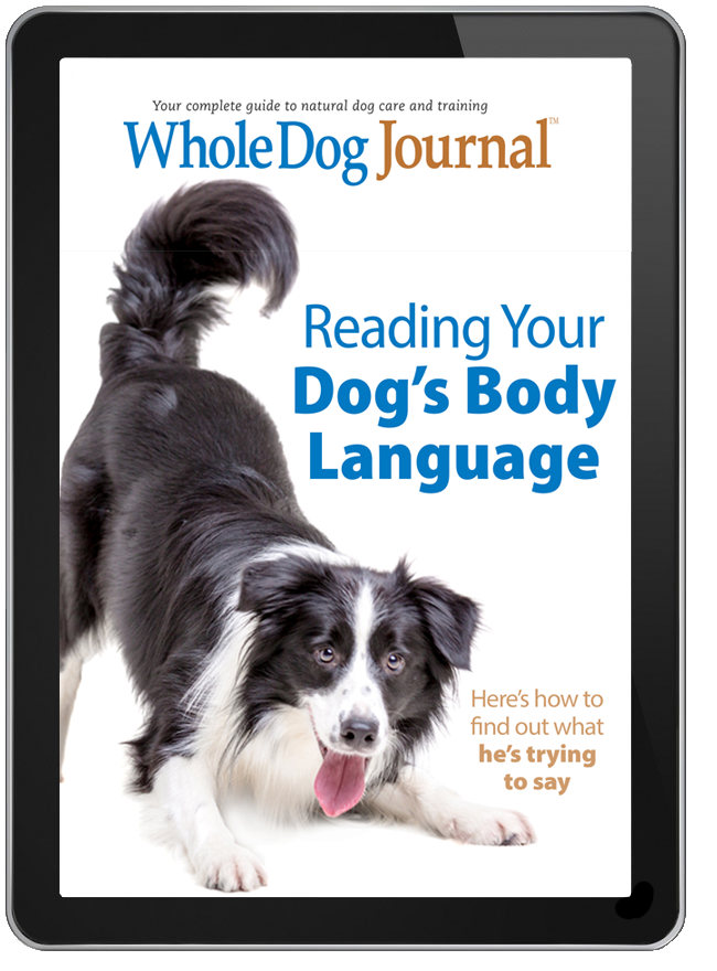 Border Collie Communication: How Your Dog Talks To You