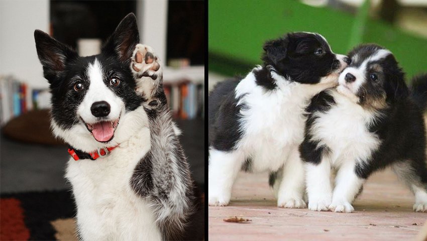 Border Collie Communication: How Your Dog Talks To You