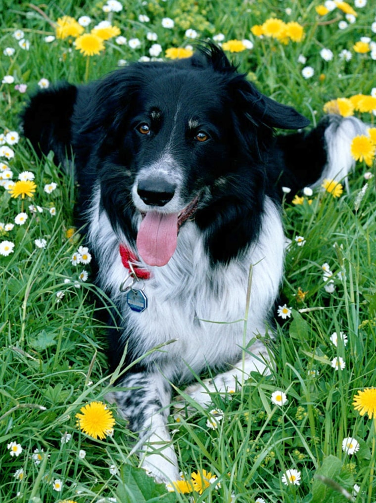 Border Collie Communication: How Your Dog Talks To You