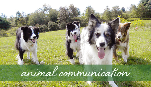 Border Collie Communication: How Your Dog Talks To You