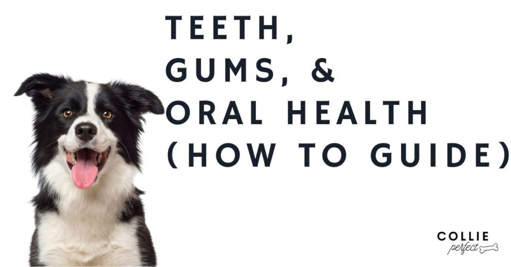 Border Collie Dental Care Tips