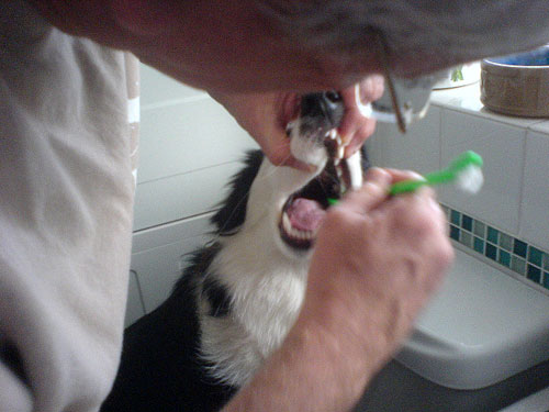 Border Collie Dental Care Tips