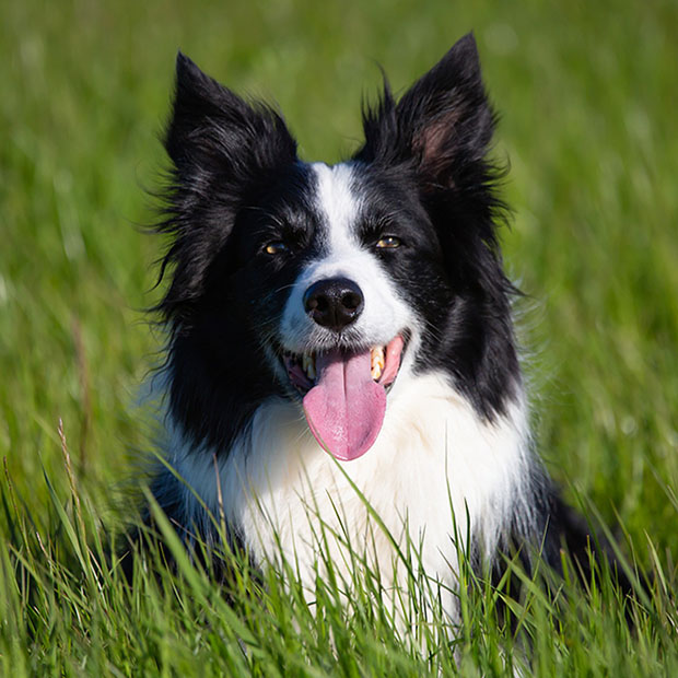 Border Collie Dental Care Tips