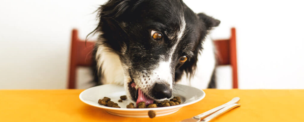 Border Collie Diet: What And How Much To Feed
