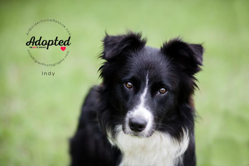 Border Collie Rescue: Stories And Advice