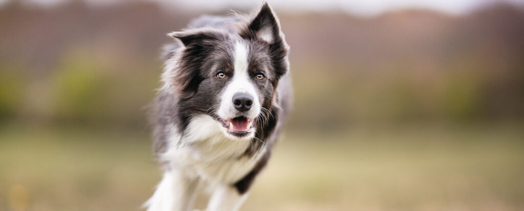 Border Collie Training: Common Mistakes To Avoid