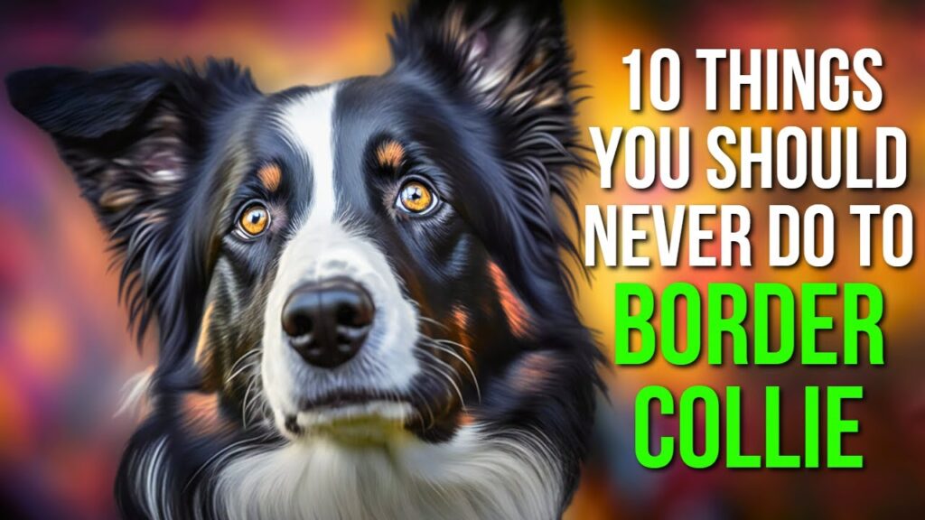 Border Collie Training: Common Mistakes To Avoid