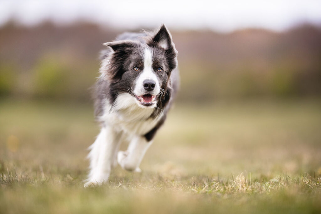 Border Collie Training: Common Mistakes To Avoid