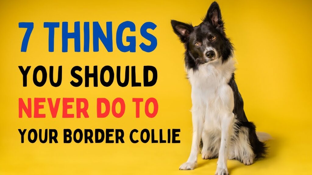 Border Collie Training: Common Mistakes To Avoid