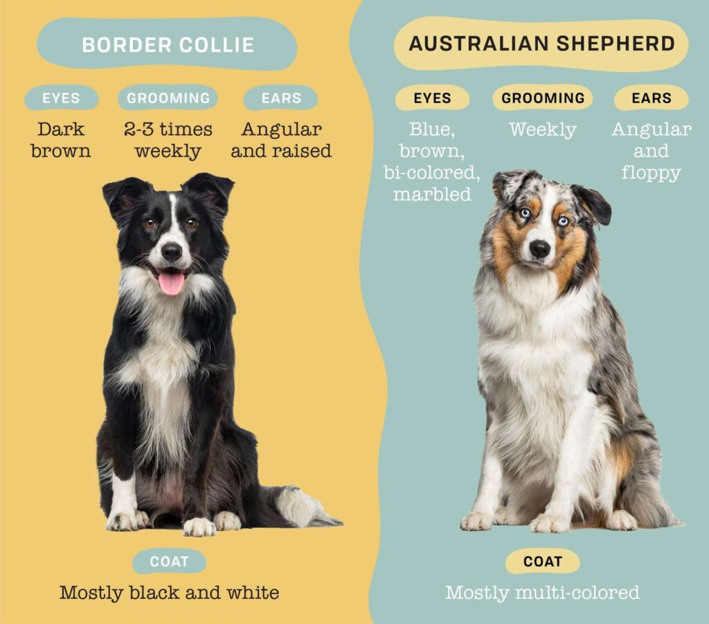 Border Collie Vs. Australian Shepherd: A Comparative Analysis