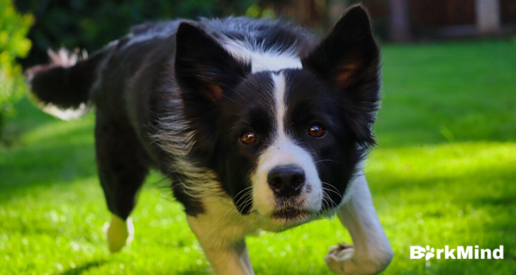 Border Collies And Allergies: What You Need To Know