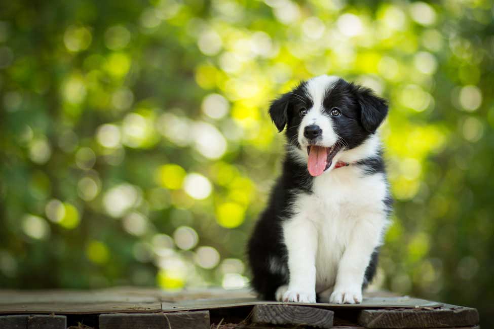 Border Collies And Allergies: What You Need To Know
