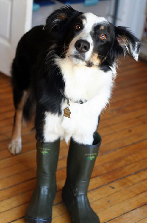 Border Collies And Cold Weather: Tips For Staying Warm