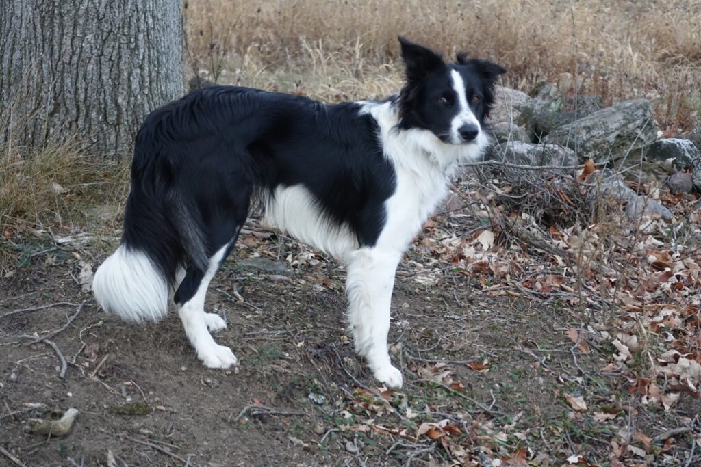 Border Collies And Cold Weather: Tips For Staying Warm