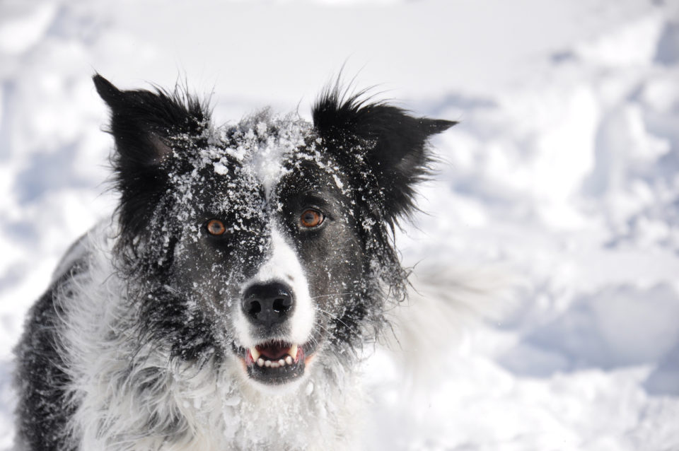 Border Collies And Cold Weather: Tips For Staying Warm