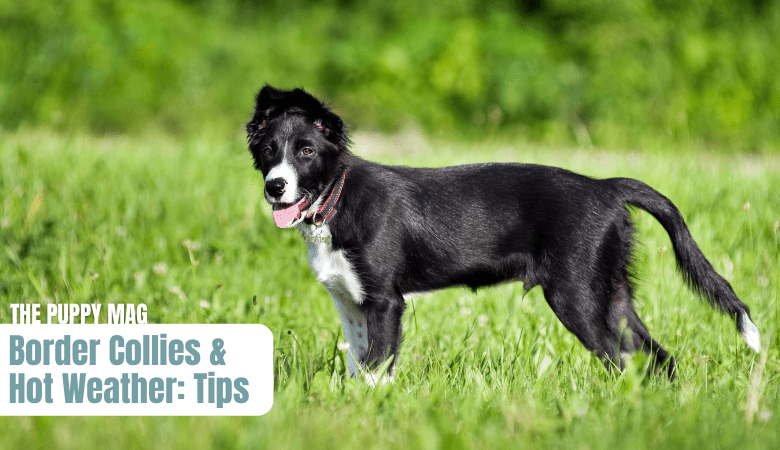 Border Collies And Hot Weather: Tips For Keeping Cool