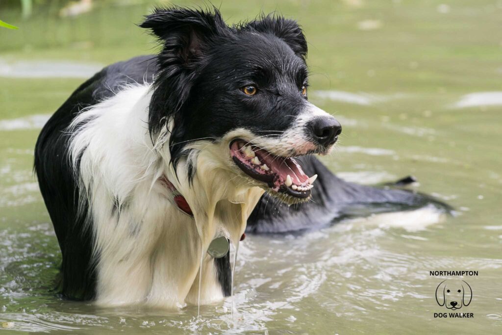 Border Collies And Hot Weather: Tips For Keeping Cool