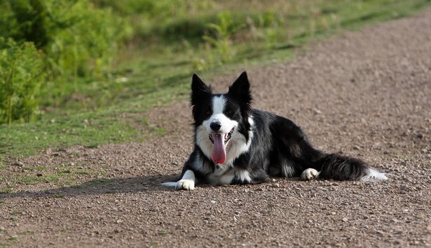 Border Collies And Hot Weather: Tips For Keeping Cool
