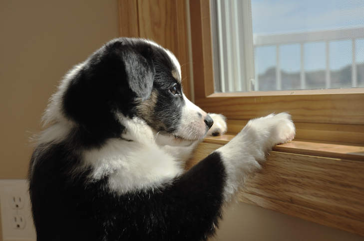 Border Collies And Hot Weather: Tips For Keeping Cool