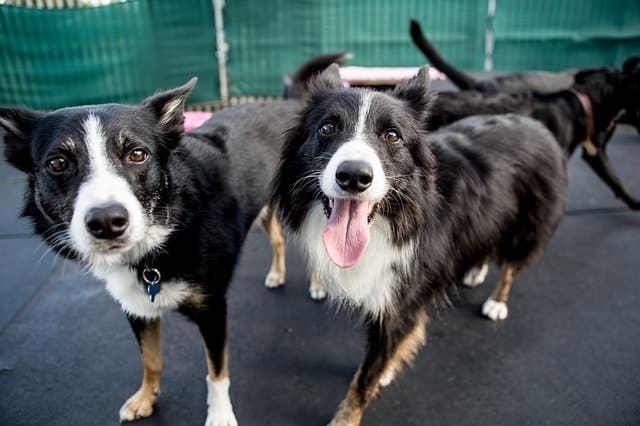 Border Collies And Kids: Do They Mix?
