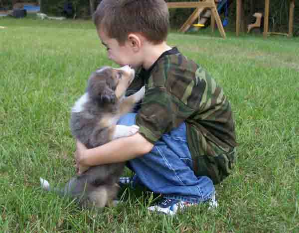 Border Collies And Kids: Do They Mix?