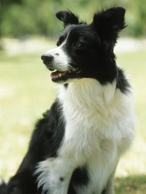 Border Collies: Ideal Weight And How To Maintain It