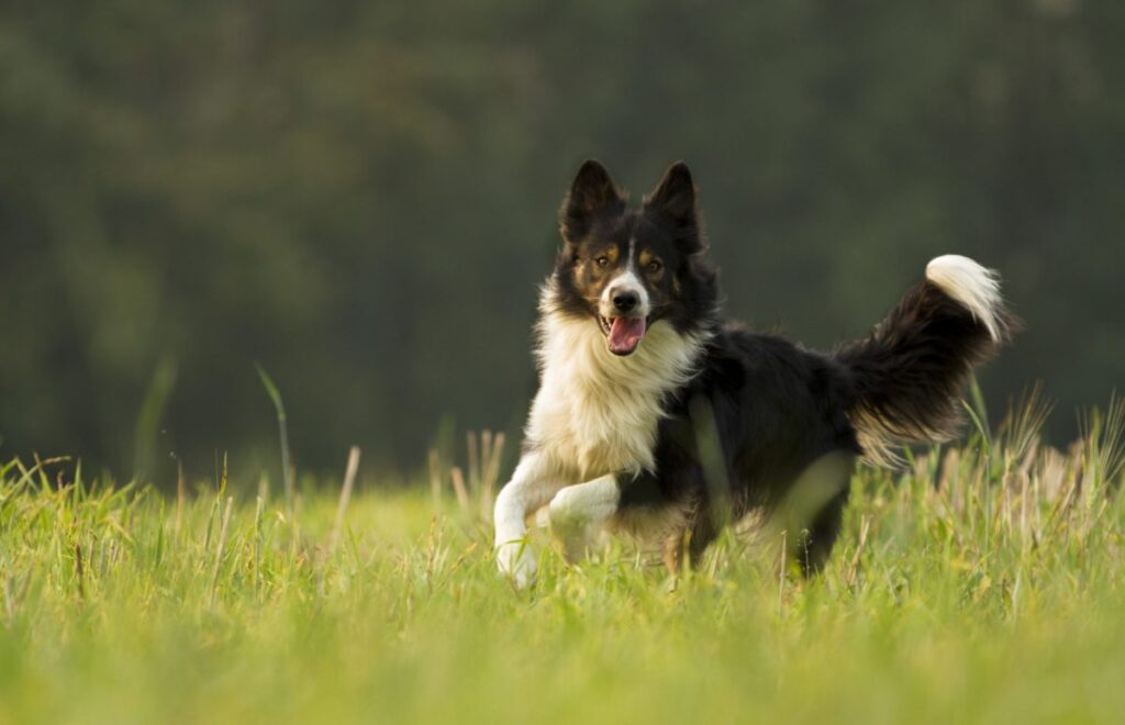 Border Collies: Understanding Their Lifespan