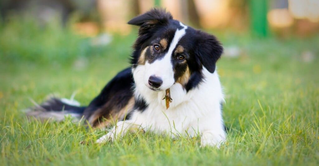 Border Collies: Understanding Their Lifespan