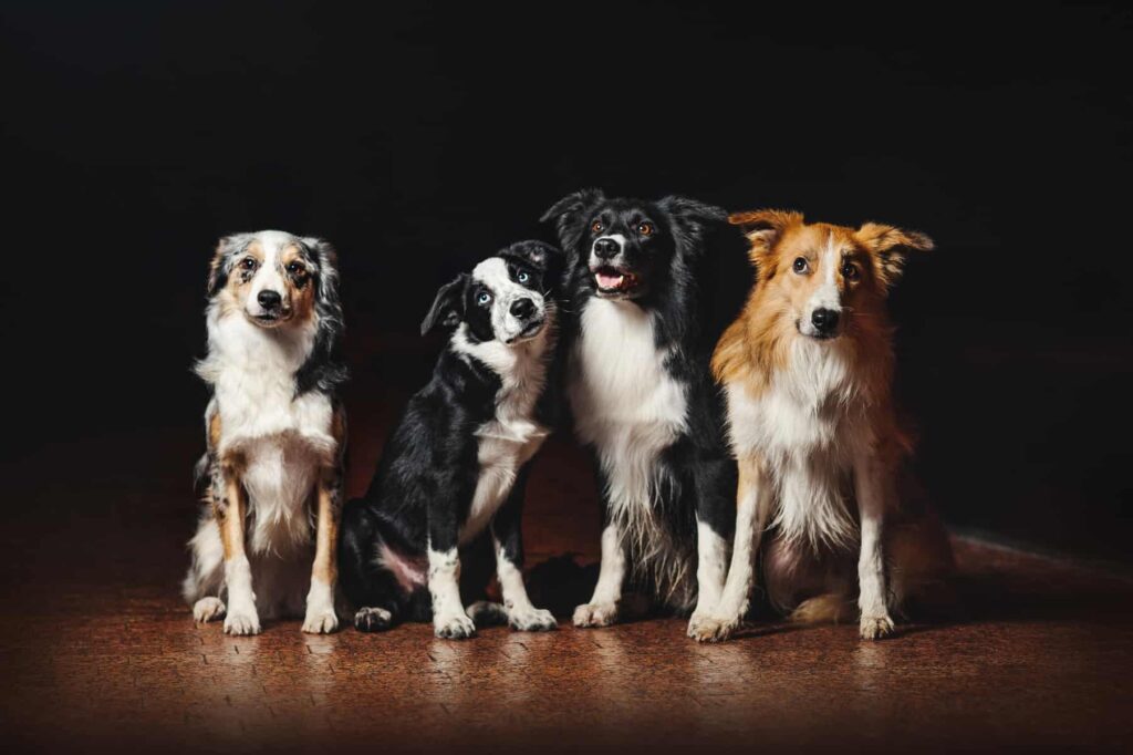Celebrating The Diversity Of Border Collie Colors