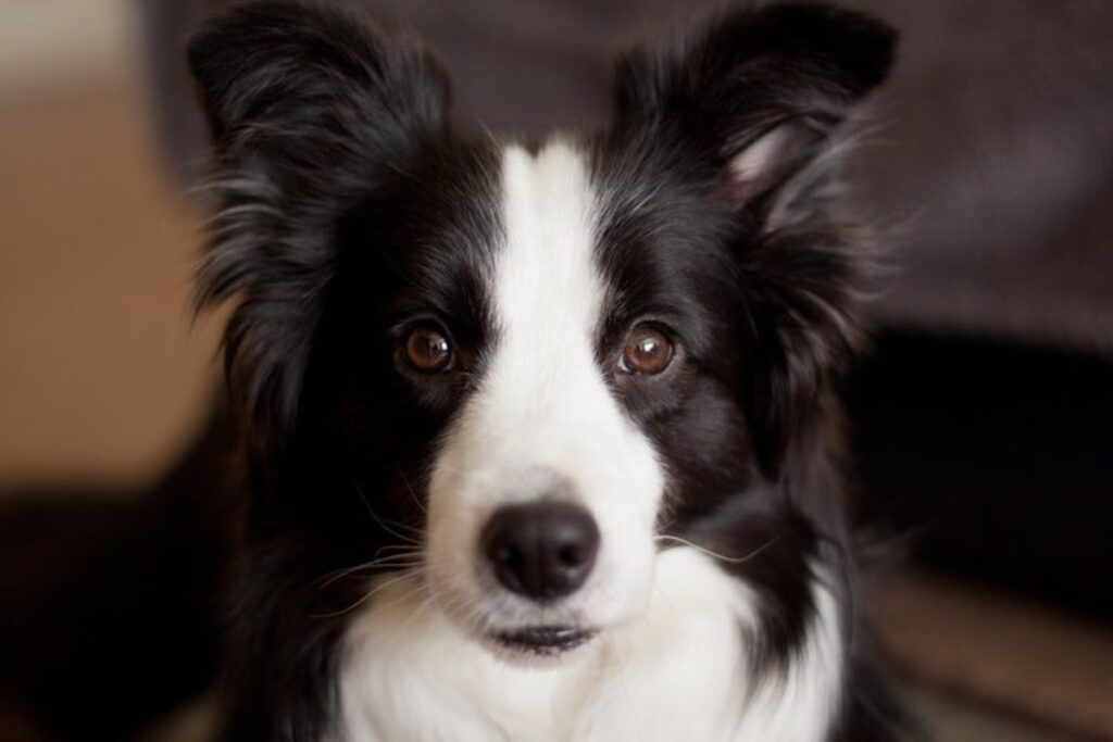 Celebrating The Diversity Of Border Collie Colors