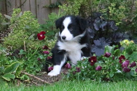 Common Misconceptions About Border Collies