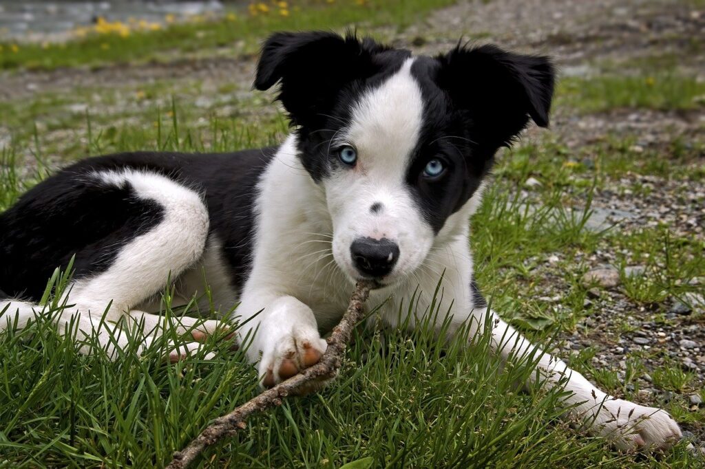 Common Misconceptions About Border Collies