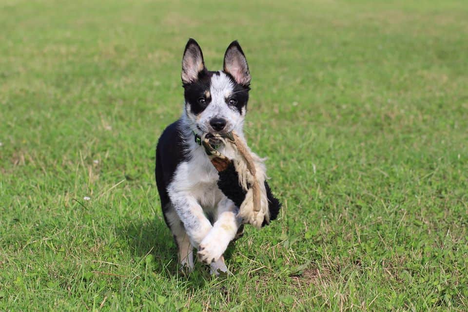 Common Misconceptions About Border Collies