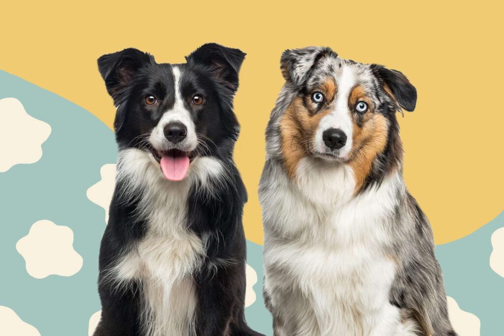 Comparing Border Collies with Other Herding Breeds