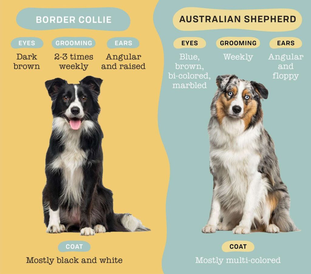 Comparing Border Collies with Other Herding Breeds