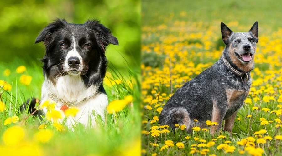 Comparing Border Collies with Other Herding Breeds